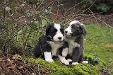 BEARDED COLLIE 466